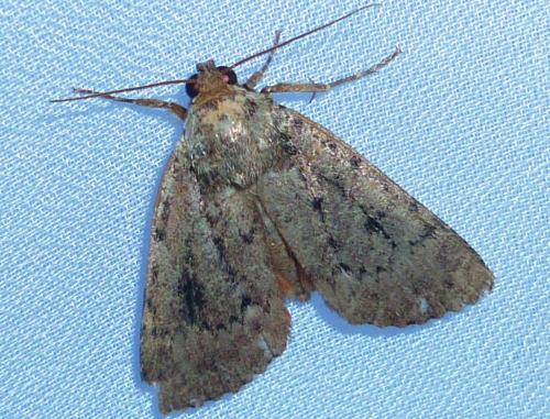 Réf. 244 256 : Amphipyra sp.